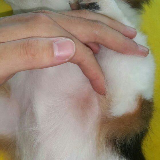 猫咪右脚掉毛红肿