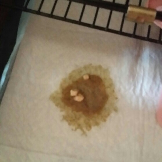 狗狗吐咖啡色的东西