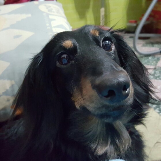 狗狗交配完可以洗澡吗,有哪些注意事项