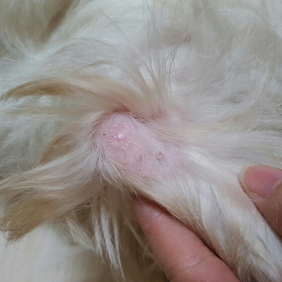 狗狗长不出毛是什么原因